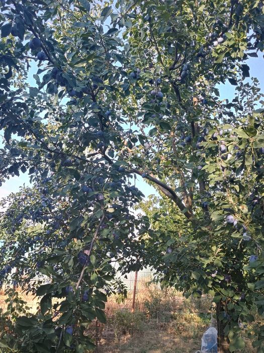 Prune de țuica - Borhot