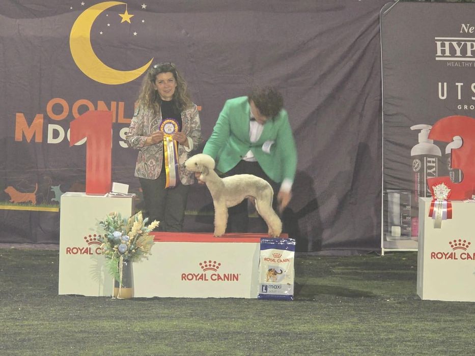 Bedlington Terrier