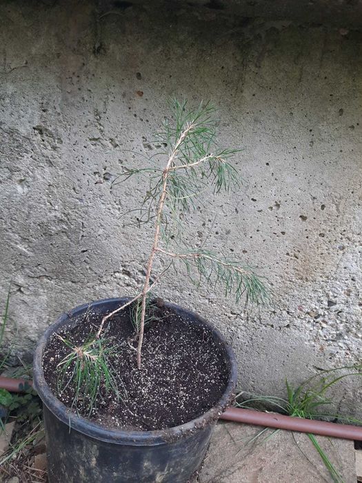 бял бор за засаждане