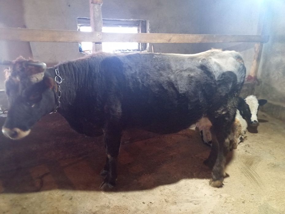 Продам корову срочно