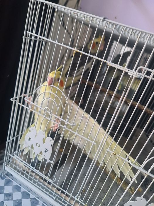 Продам птенцов кареллы