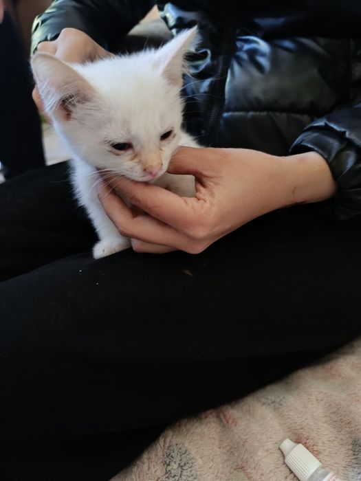 Отдам котят в хорошие руки