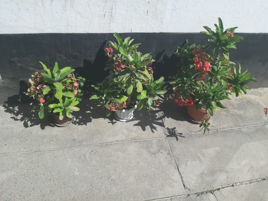 Комнатные цветы Молочай миля