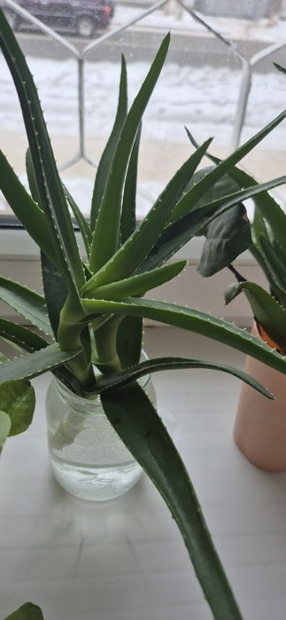 Алое, есть с корнями и без