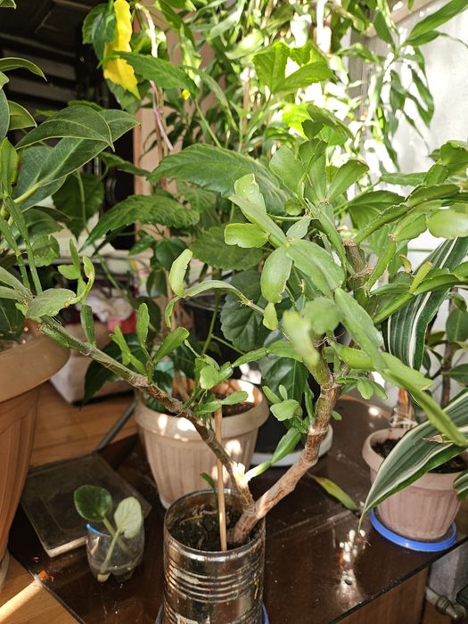 Декабрист ,алое  растение