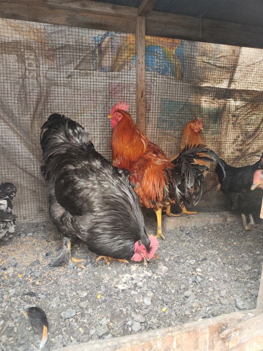 Петух Куры Кучин