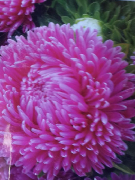 Продам рассаду цветов