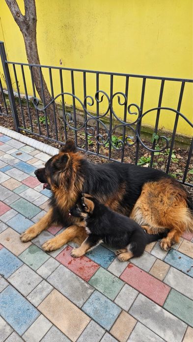 Продам щенков немецкой овчарки