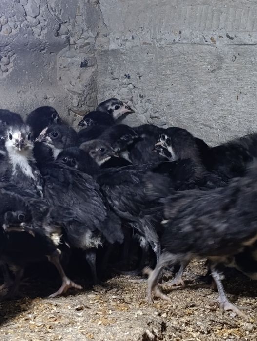 Австролорп зотли гўшт ва тухум йўналишидаги товуқ жўжалари сотилади