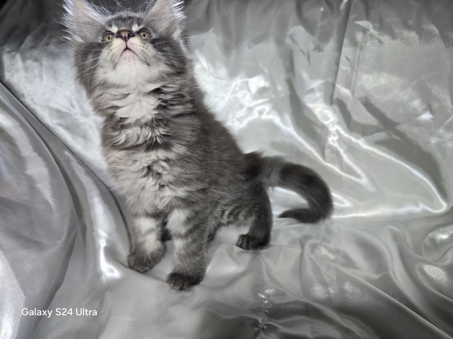 Maine coon Maine coon