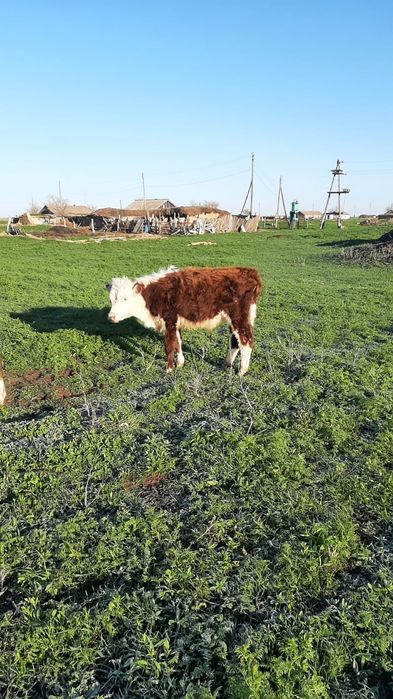 Еркек подсостар 400мың тг