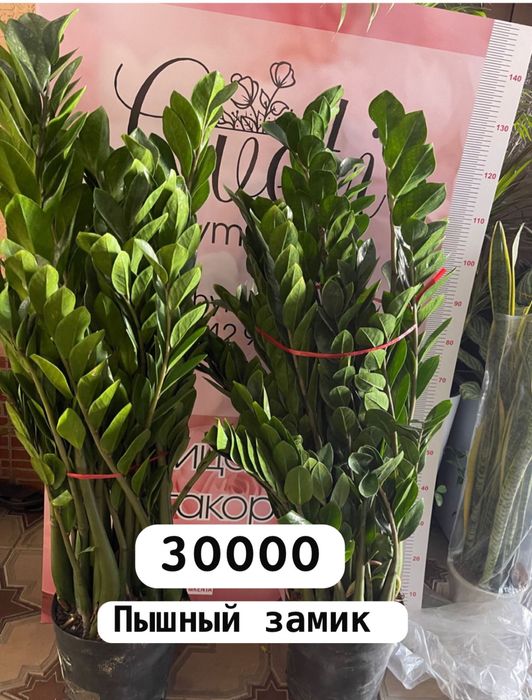 Гулдер ЦВЕТЫ оптом И В РОЗНИЦУ