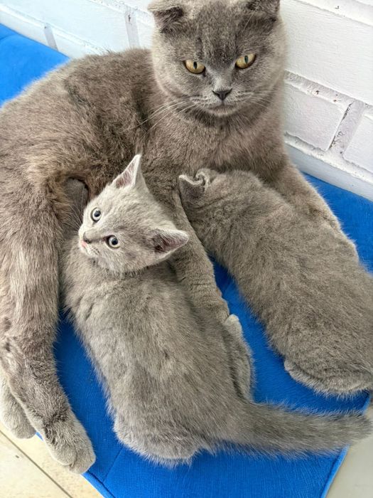 продается кошка,породистая