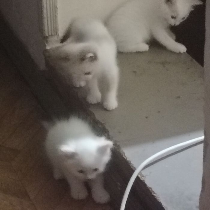 4котенка.отдаем даром