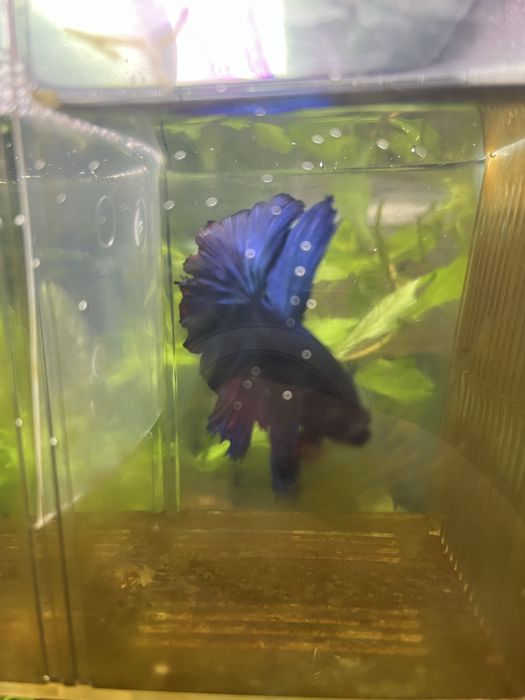 Мъжка рибка бета