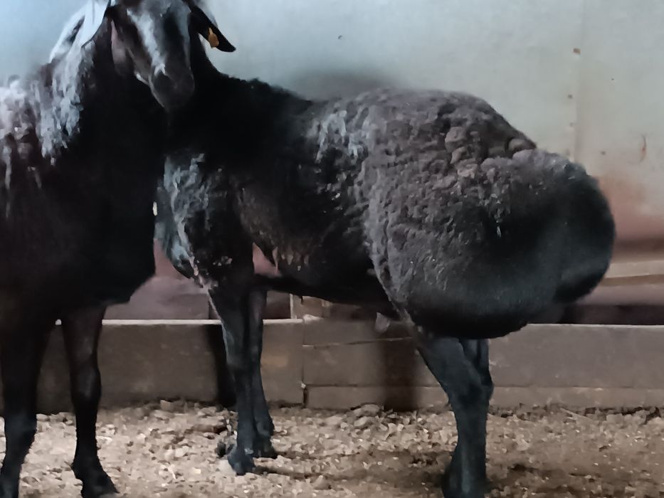 Продам  қошкара гисарской породы.