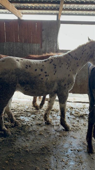 Жемделген Кунан  Жылкы сатылады.