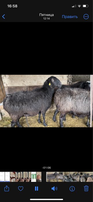 Кой кошкар бараны