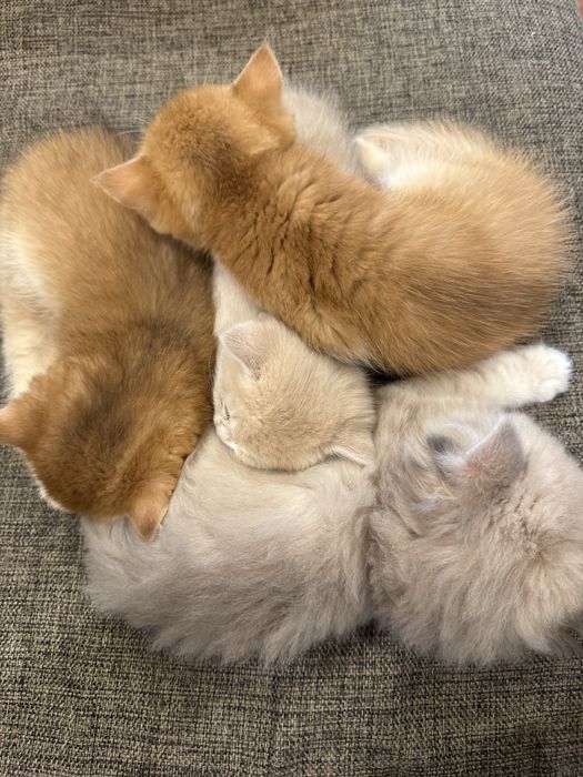 Котенок бри золотая шиншилла