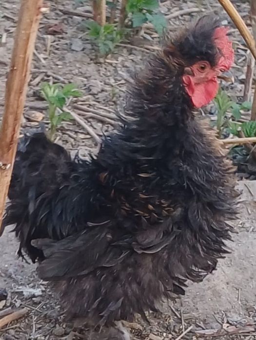 Продам карликовых курей