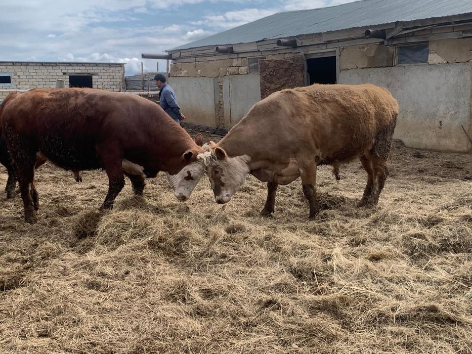 Ірі қара малдар сатылады.