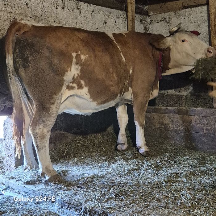 Vând 2 vaci exemplare pe România gestante 8 si 6 luni