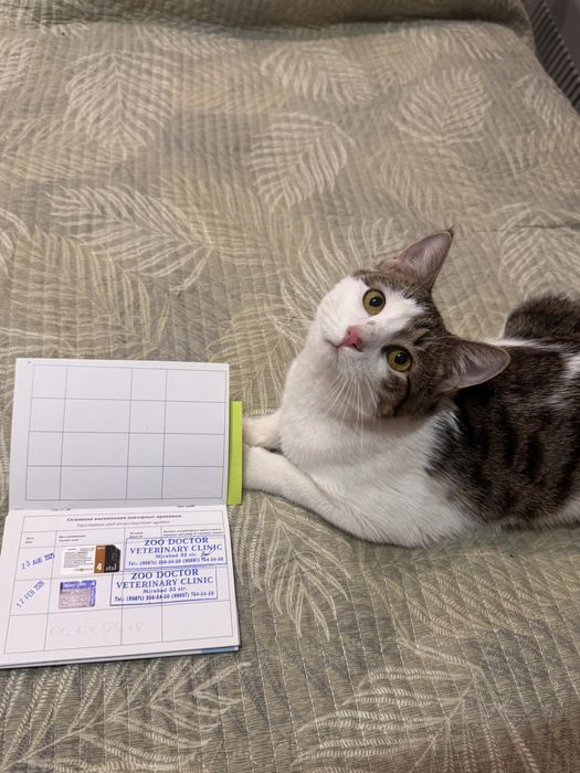 Котенок мальчик 9 месяцев. Есть паспорт. Привит и кастрирован