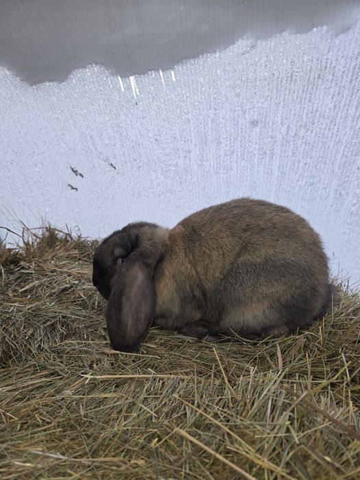 Французский баран кролики