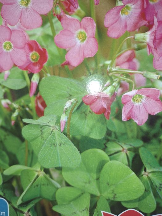Bulbi Oxalis Deppei