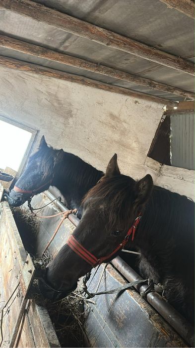 Vand sau schimb doua manze negre cu oi