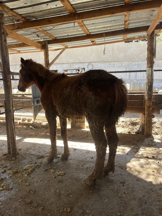 Семиз бордакы жылкы