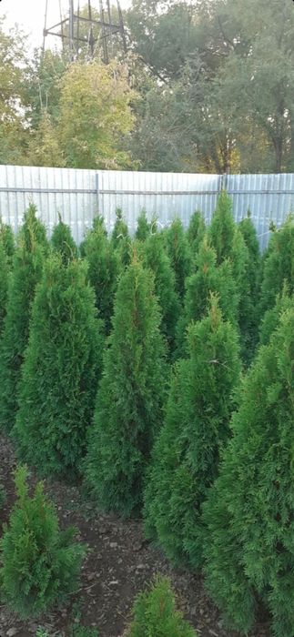 Продам Туи Смарагды