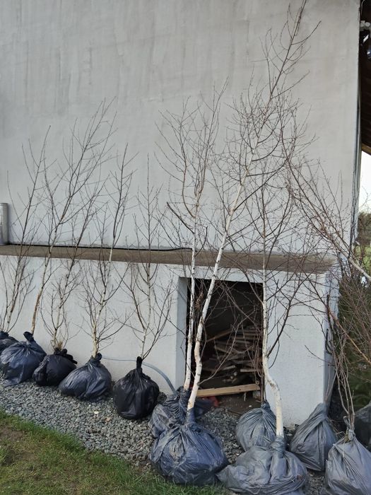 Magnolie mesteacăn buxus tei brad