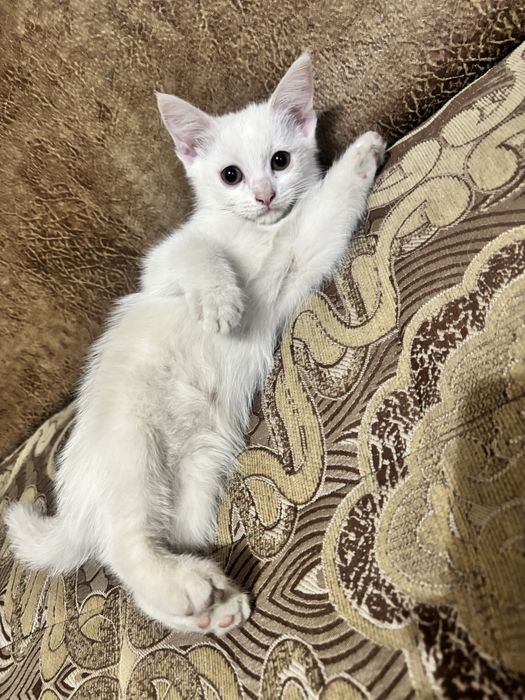 Продам котёнка в добрую семью