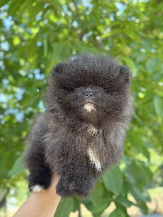 Померан bear face