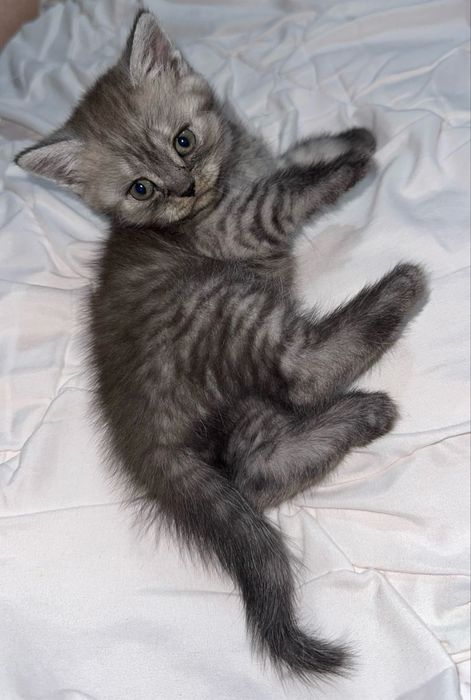 Породистый Котенок