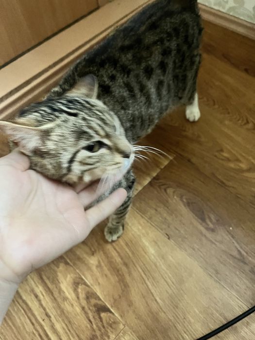 hadyaga chiroyli aqlli yaxshi qiz bola mushuk tugmaydi