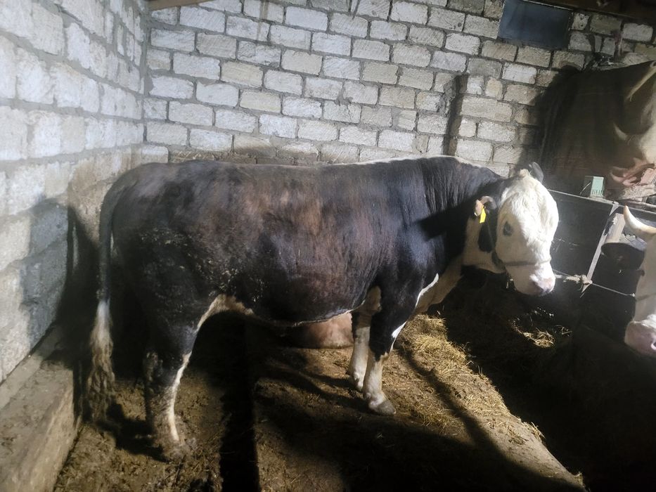 Семіз Откорм бұқалар