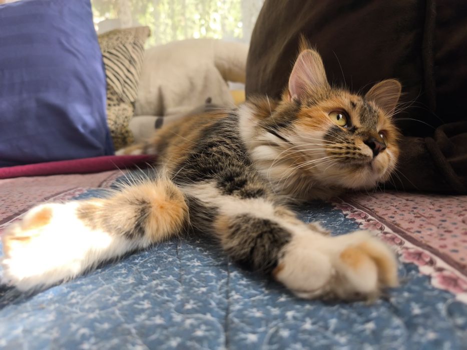 Кошечка на вязку