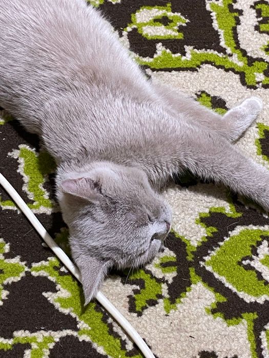 Люся гдет пол года