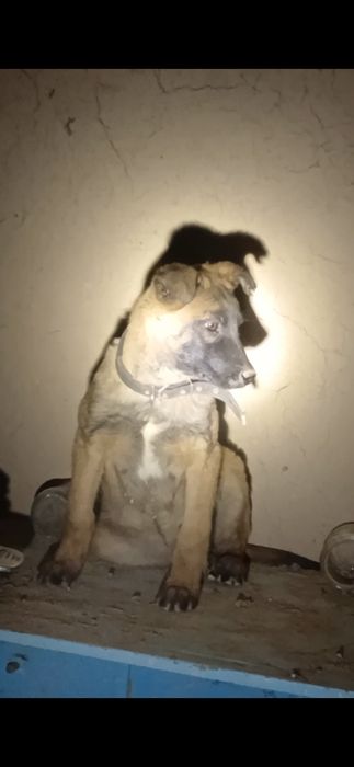 бельгийский овчарка Малинуа