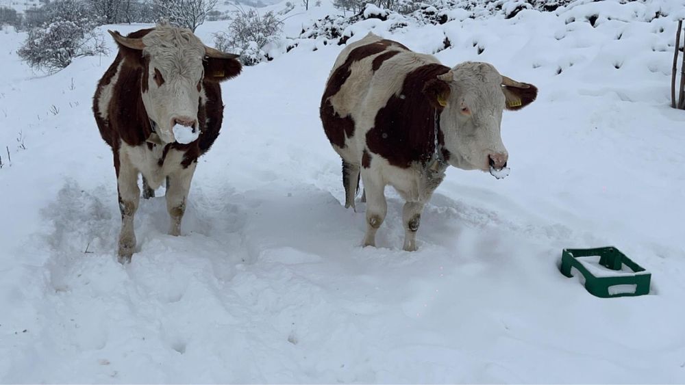 Vand juninci gestante