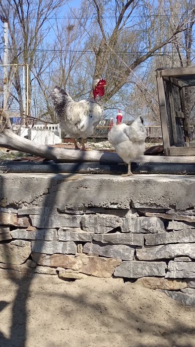 Петух Селекционный
