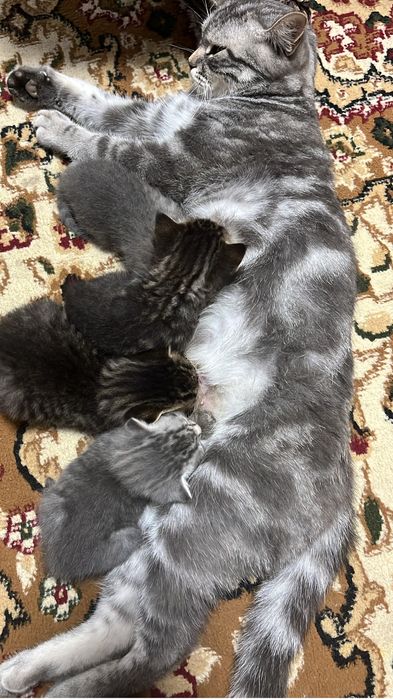 Котята Британцы продам