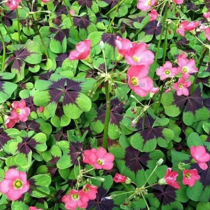 Четирилистна стайна детелина - 5лв.