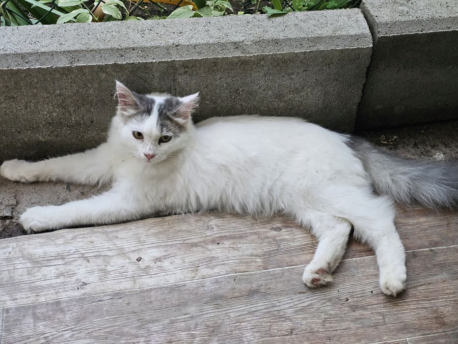 Продаётся котёнок