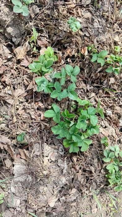 Рассада клубника