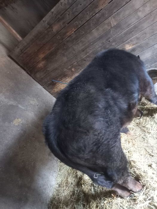 Vițel Angus de vânzare