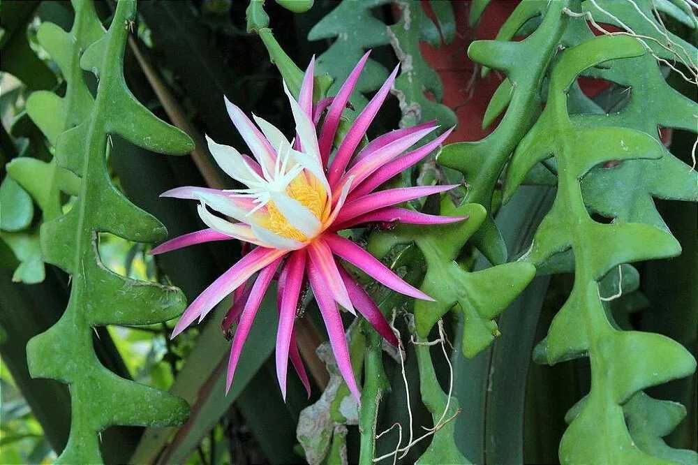 Эпифиллум Рыбья кость, крупные отростки.