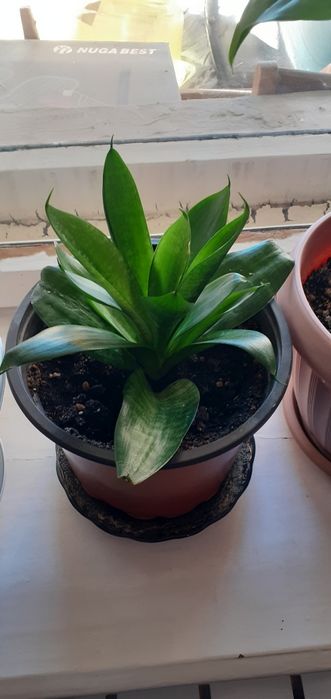 Комнатные цветы от 1500 тг